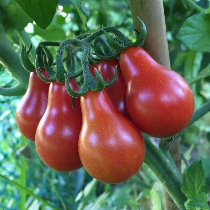 Помидоры лампочки фото и описание Tomato 'Red Pear' - (Solanum lycopersicum) Garten anpflanzen, Pflanzen, Garten p