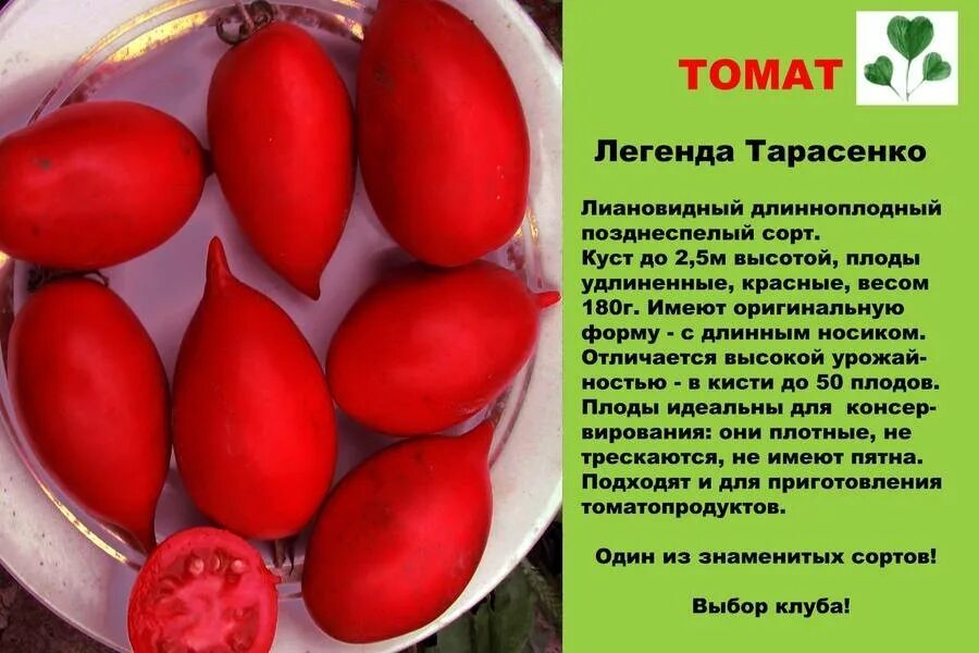 Помидоры легенда тарасенко отзывы фото Легенда тарасенко томат фото: найдено 89 изображений