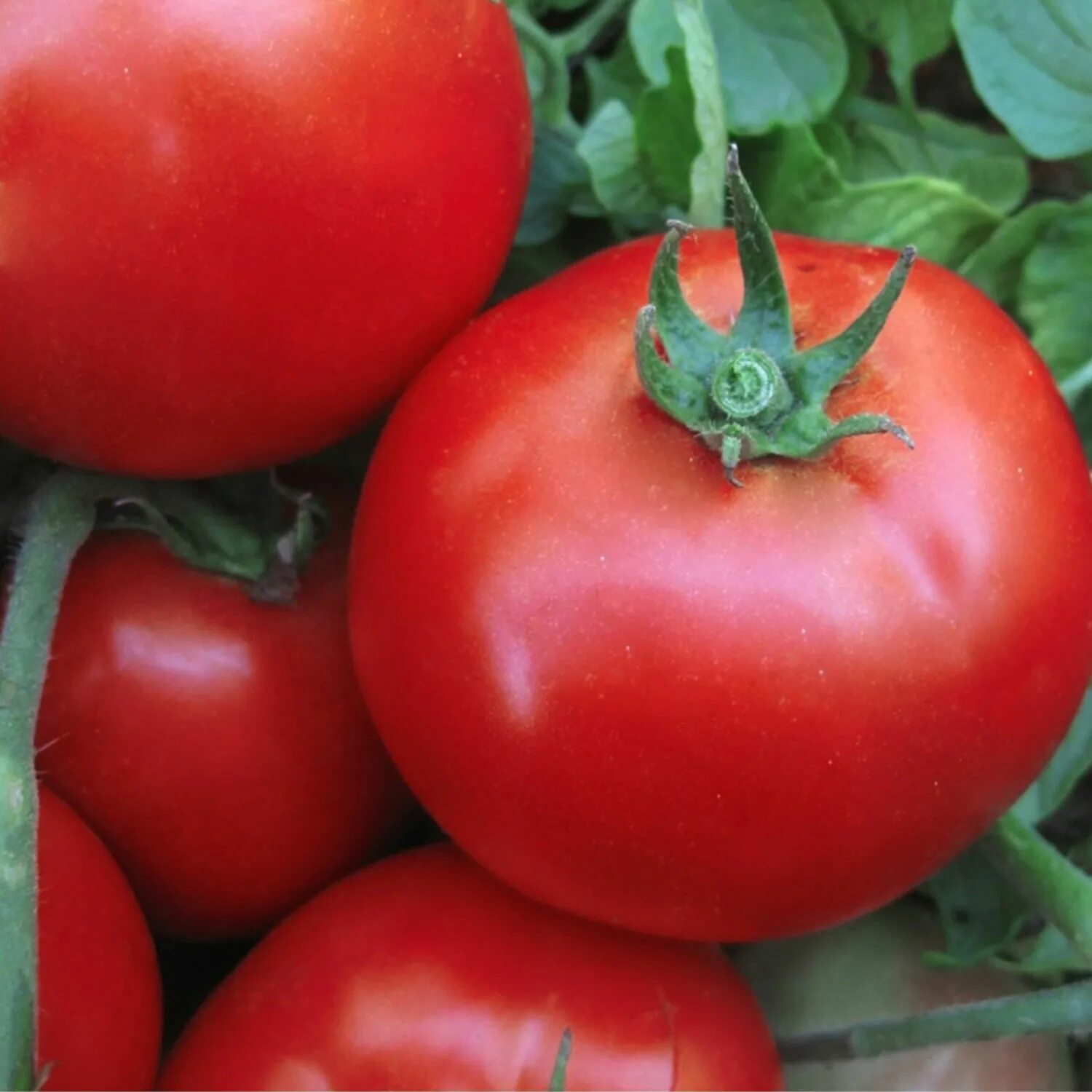 Помидоры линда отзывы фото Линда томат Фитостудия-63.ру