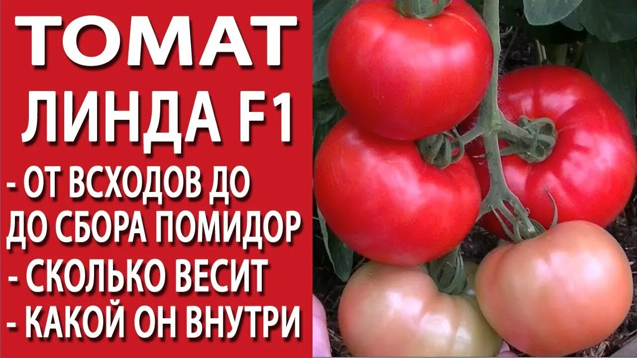 Помидоры линда отзывы фото Томат Линда F1. От всходов до сбора помидор. Сколько весит помидор, какой он вну