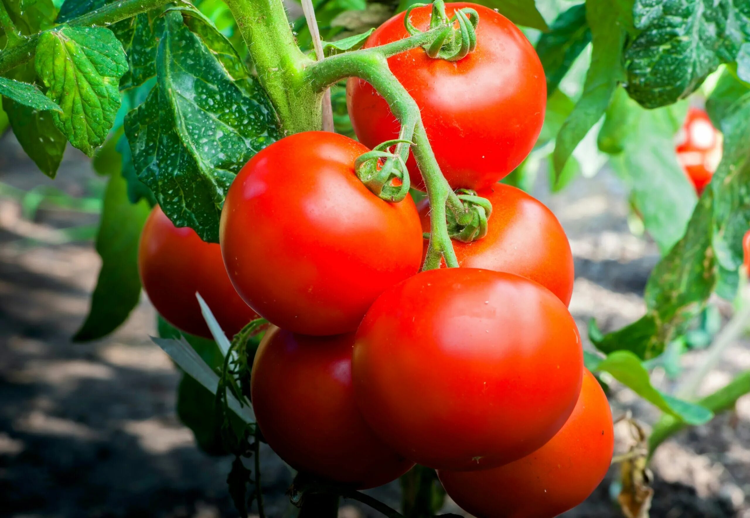 Помидоры ляна описание сорта фото Tomato plants use their roots to ration water during drought - Earth.com