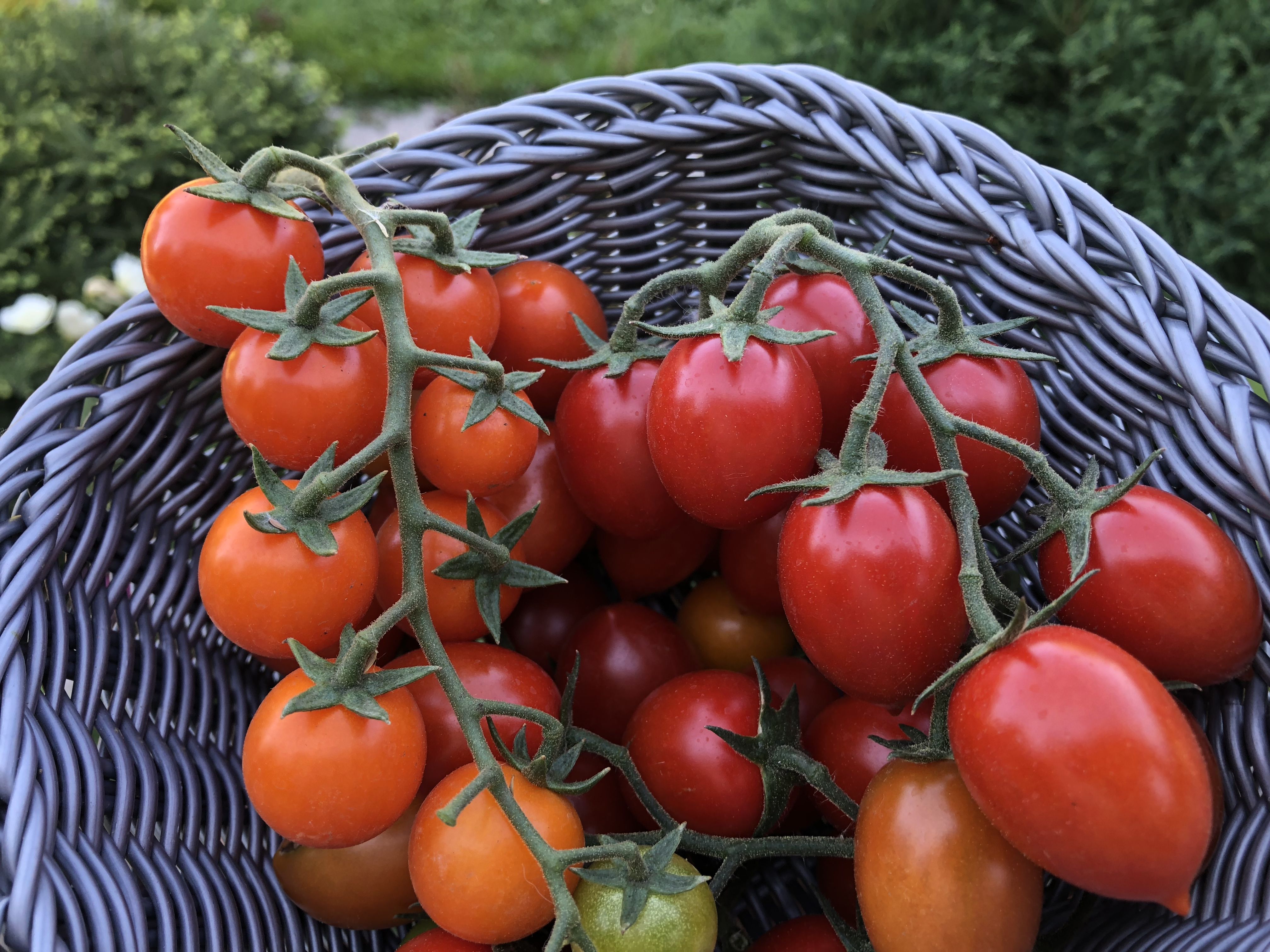 Помидоры любимые отзывы фото Любимые томаты Черри. Гибриды Катя и Кира. #gardening #огород #gardendesign