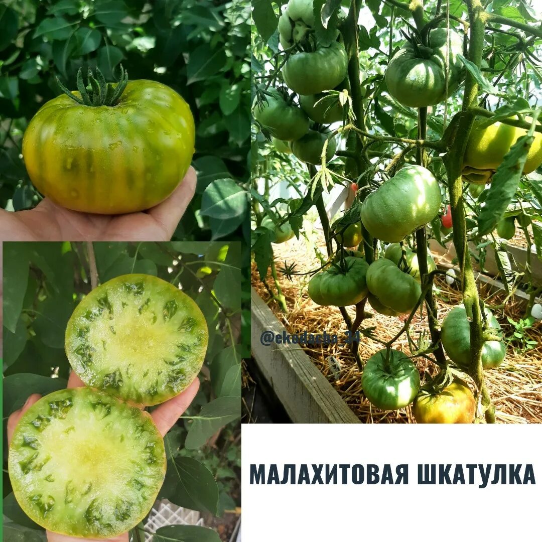 Помидоры малахитовая шкатулка отзывы фото Купить семена помидора Малахитовая Шкатулка