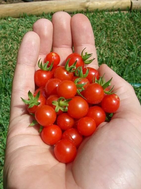 Помидоры маленькие фото Matt's Wild Cherry Tomato Seeds - Etsy Tomato, Tomato seeds, Rare seeds