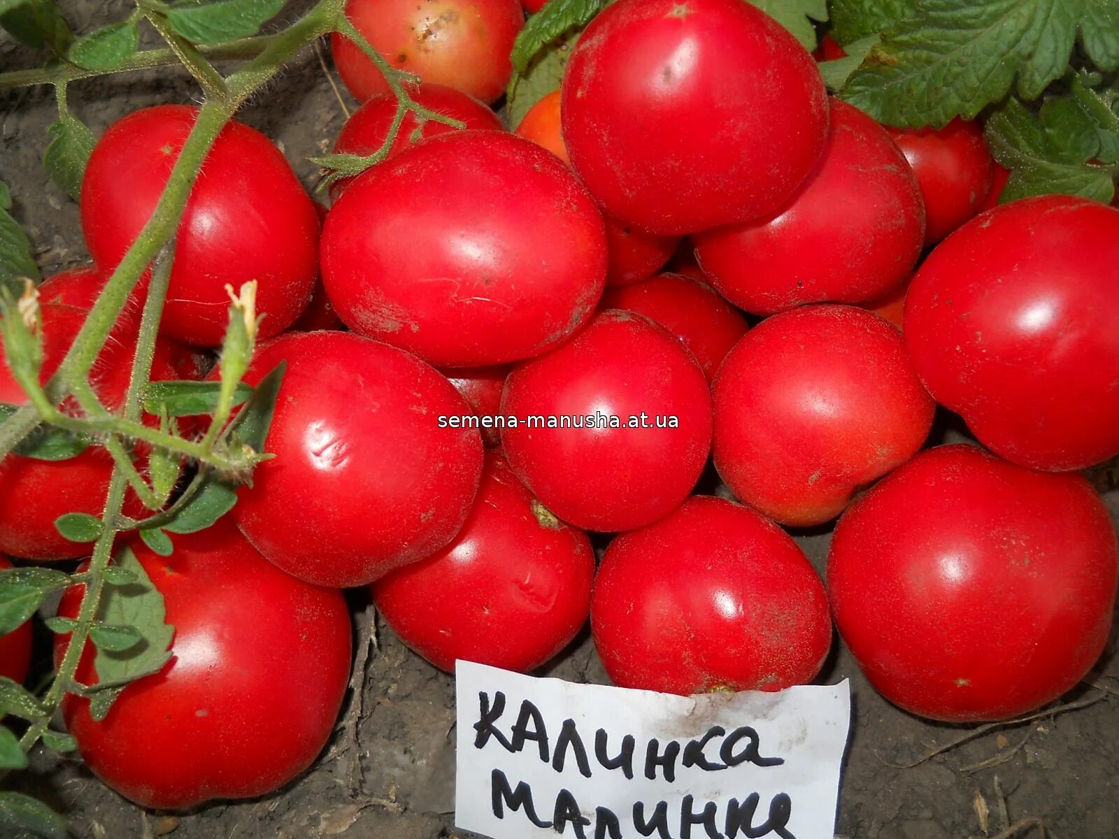 Помидоры малинка фото Томат калинка малинка фото - Arhids.ru