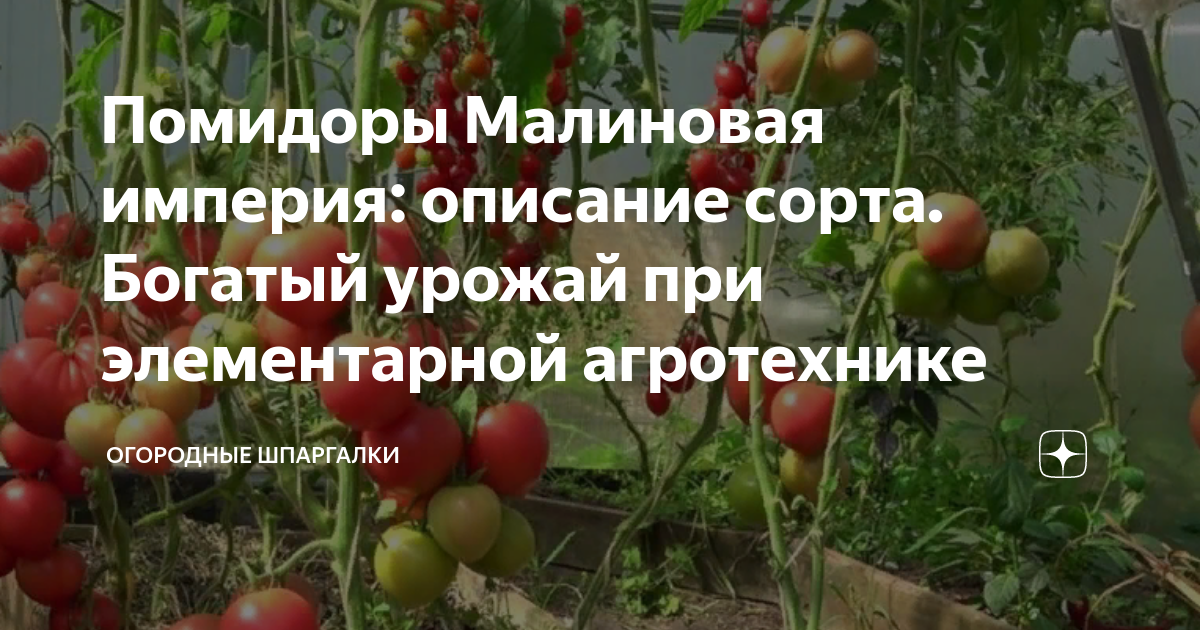 Томат Малиновая империя: характеристика и описание сорта, фото, отзывы, урожайно