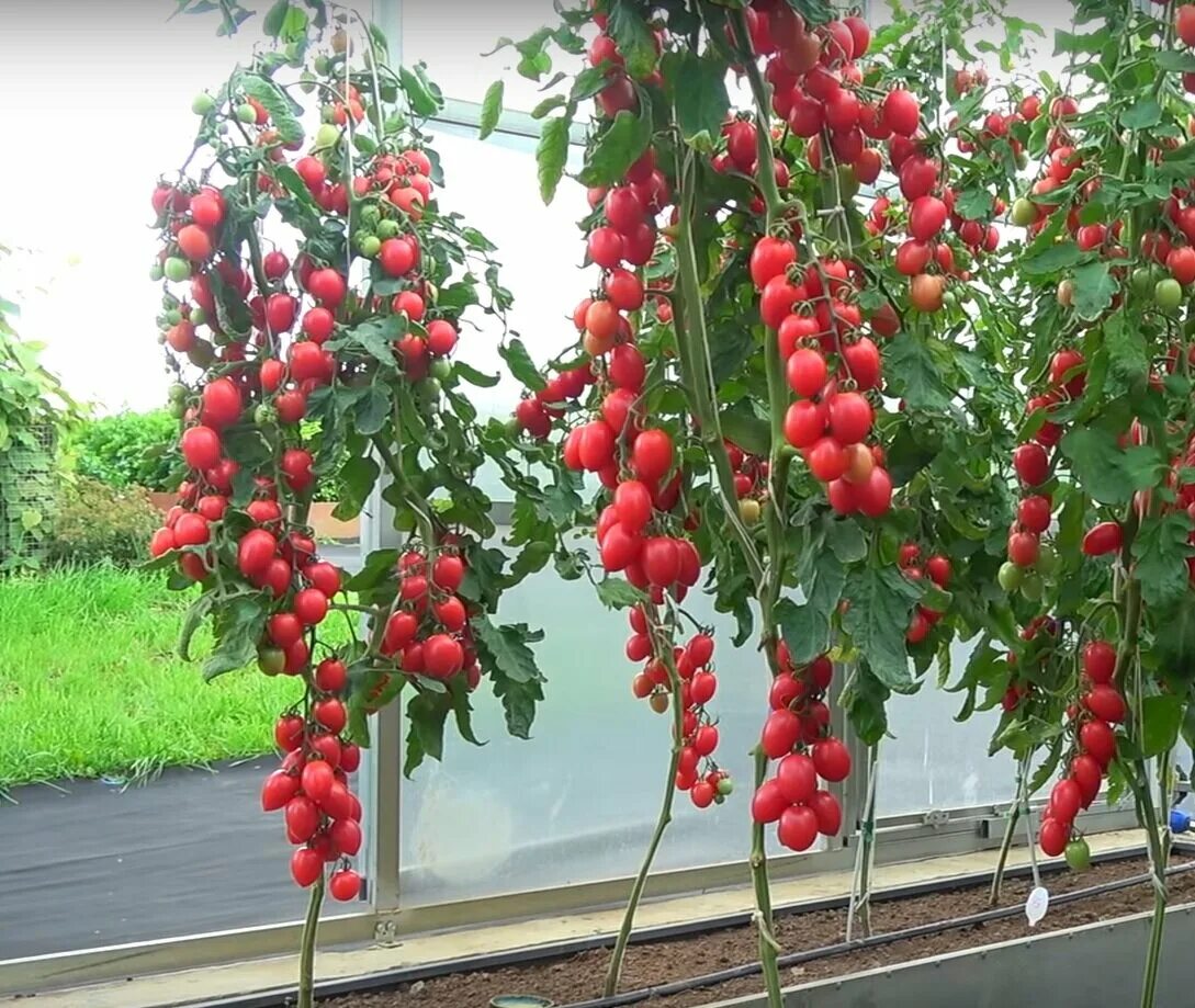 Помидоры малиновое пламя описание фото Один из самых урожайных и вкусных томатов! Томат-новинка МАЛИНОВОЕ ПЛАМЯ! Обязат