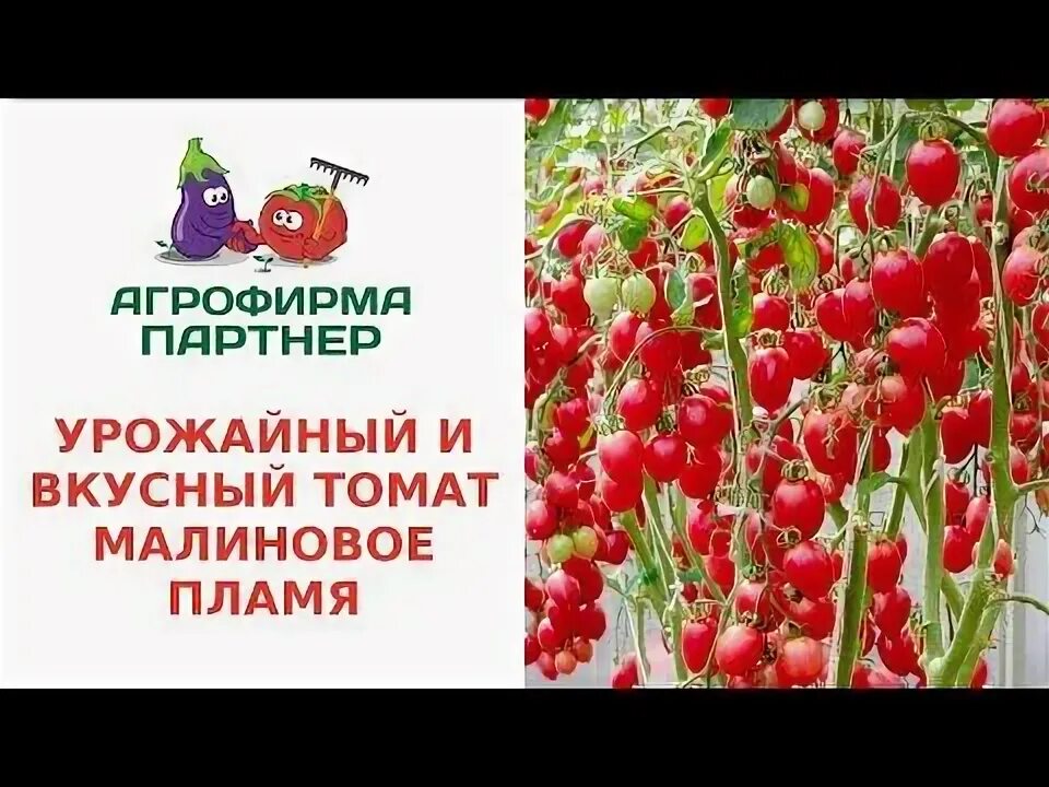 Помидоры малиновое пламя описание фото отзывы УРОЖАЙНЫЙ И ВКУСНЫЙ ТОМАТ МАЛИНОВОЕ ПЛАМЯ - YouTube Крытое огородничество, Дельф