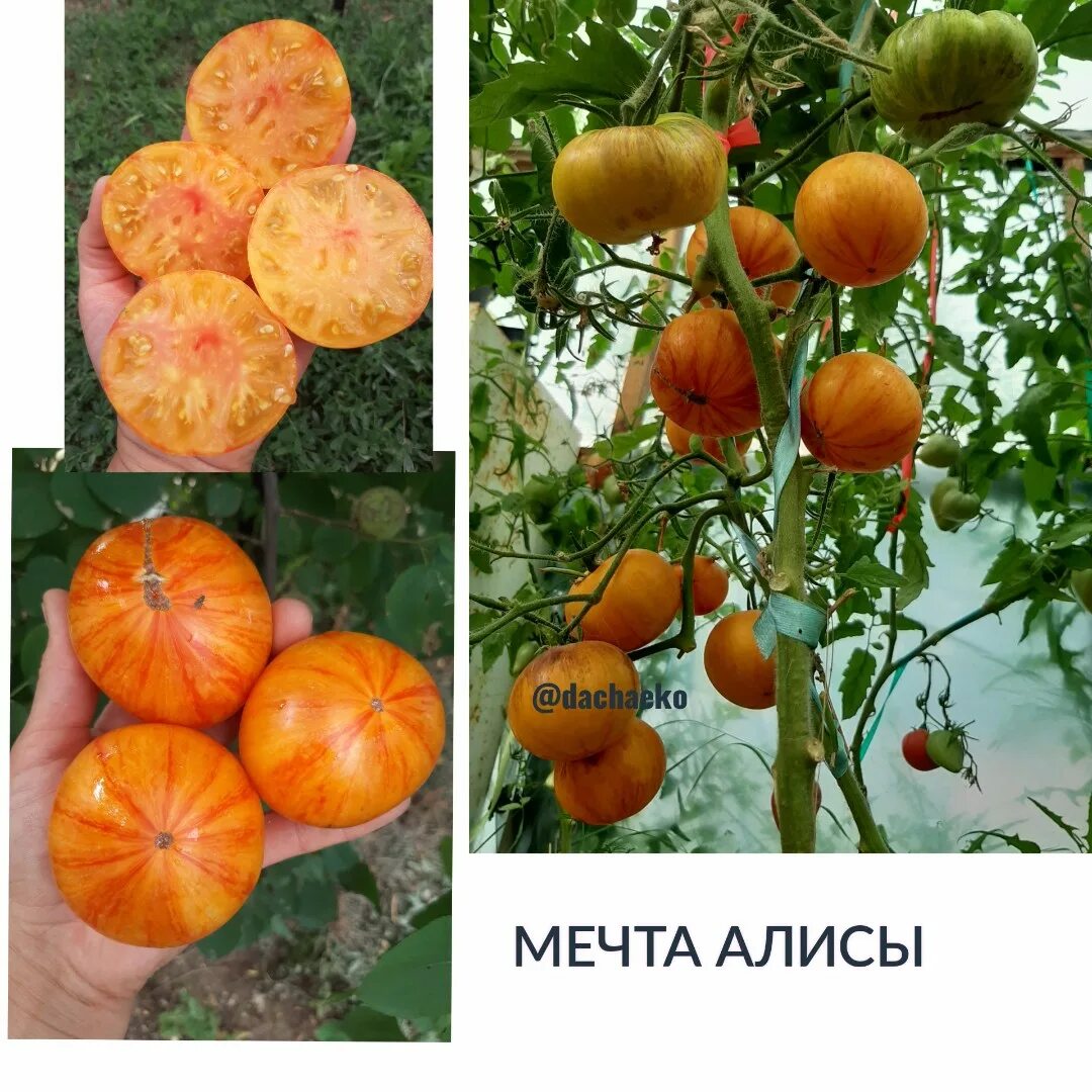 Помидоры мечта алисы фото Купить семена помидор Мечта Алисы