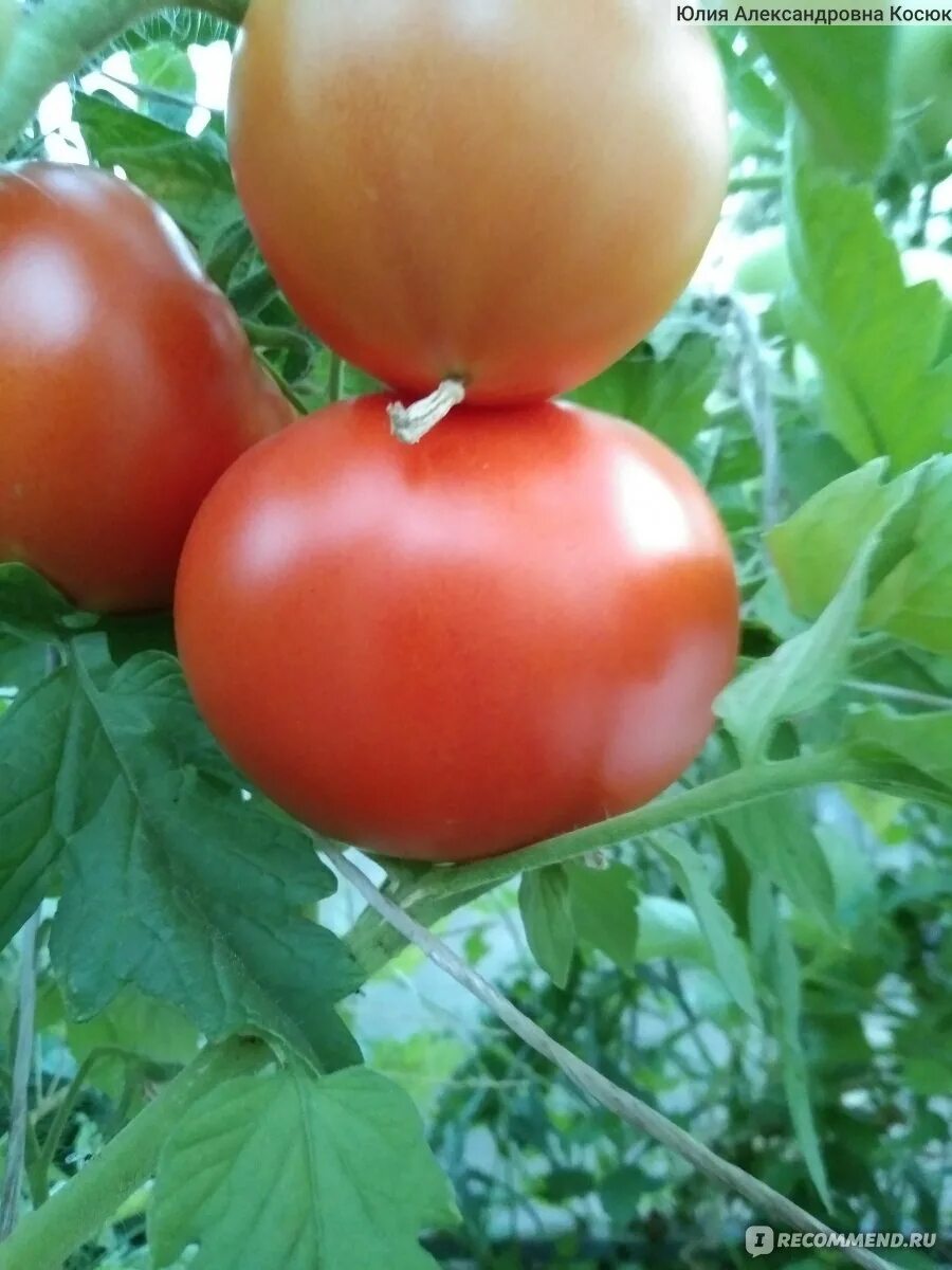 Помидоры мохито описание сорта фото отзывы Семена томатов "Махитос"F1 производитель Rijk Zwaan - "Урожайный сорт." отзывы