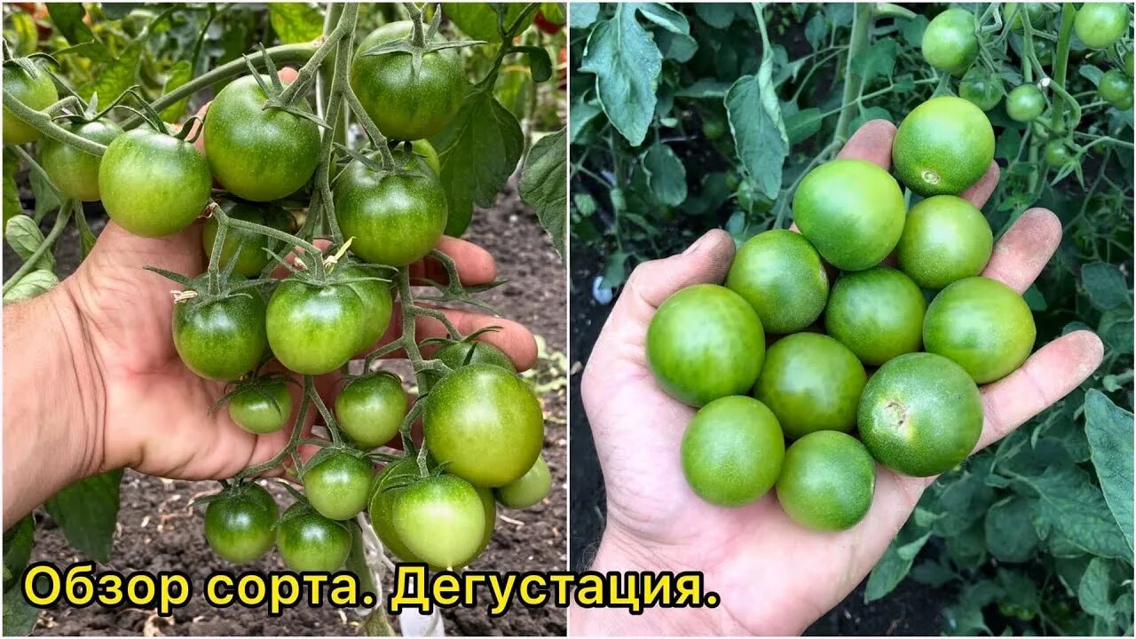 Помидоры мохито описание сорта фото отзывы Черри МОХИТО - томат со вкусом цитруса. Обзор сорта. - YouTube