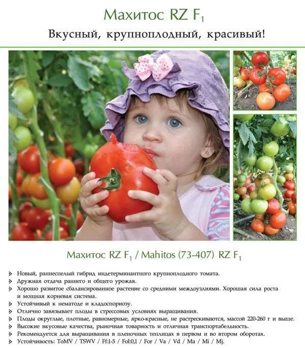 Помидоры мохито описание сорта фото отзывы Томат Махитос F1: характеристика и описание гибридного сорта с фото