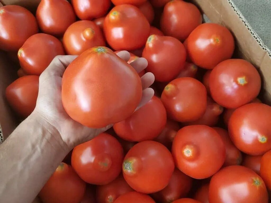 Помидоры мохито описание сорта фото отзывы Помидоры Ростов - 1 кг - купить в Москве с доставкой на дом в интернет-магазине 