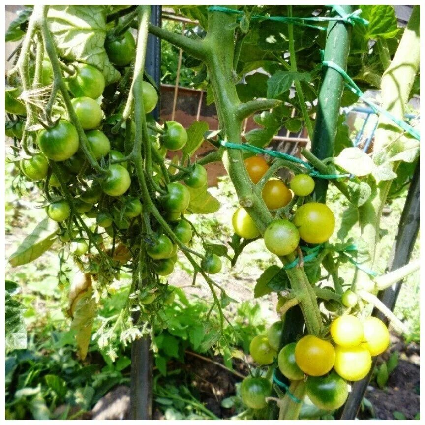 Помидоры мохито описание сорта фото отзывы Семена Орешка Томат Вишневый коктейль 10 шт. - Семена овощей, ягод и цветов - ку