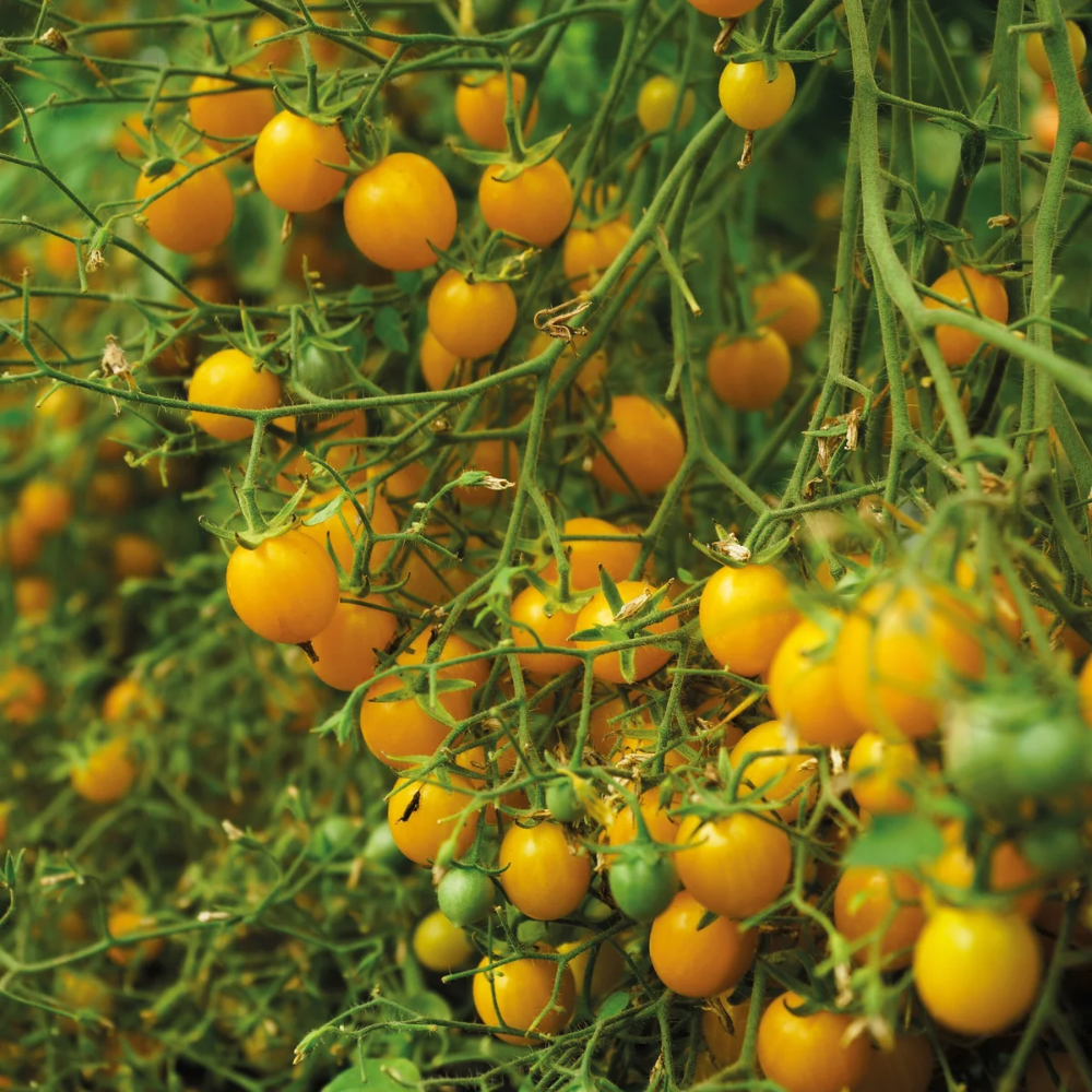 Помидоры монеточка фото Целое ведро помидоров с куста? Это реально! Tomato, Pumpkin patch, Outdoor