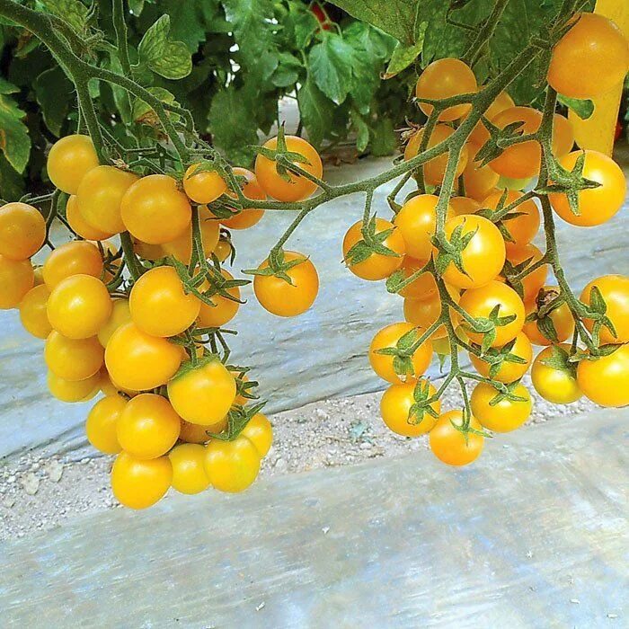 Помидоры монеточка фото Esterina F1 Tomato Growing organic tomatoes, Tomato garden, Growing organic vege