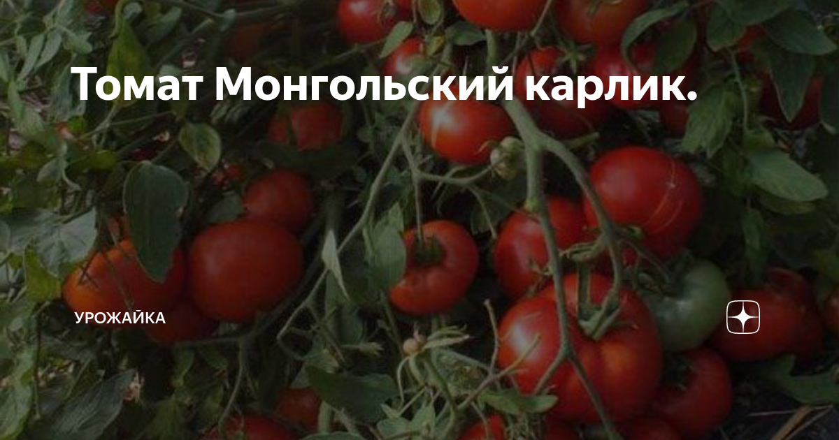 Помидоры монгольский карлик фото и описание Томат Монгольский карлик. Урожайка Дзен