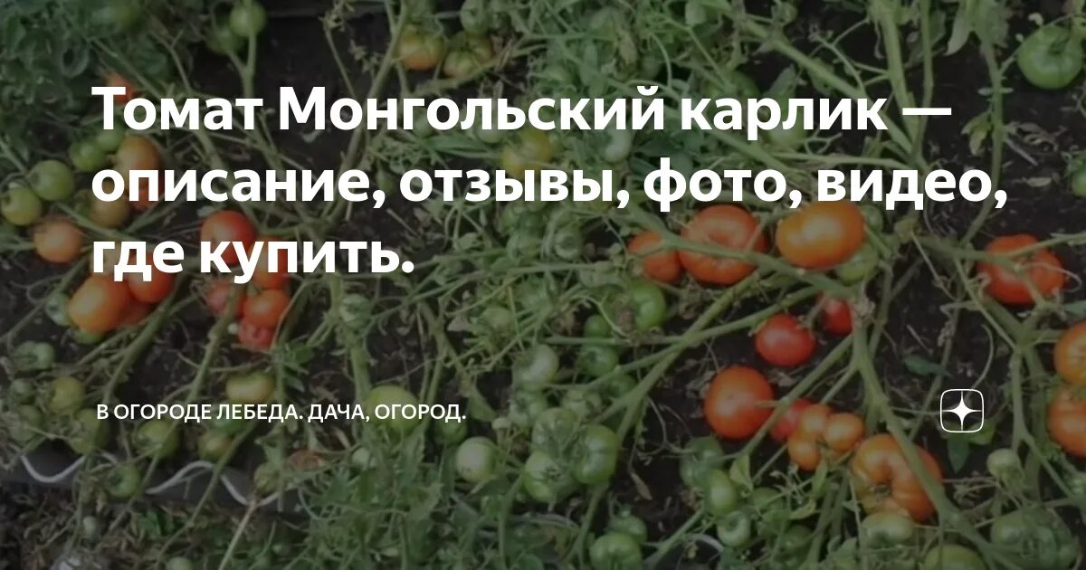 Помидоры монгольский карлик описание сорта фото Кремень томат описание: найдено 82 картинок