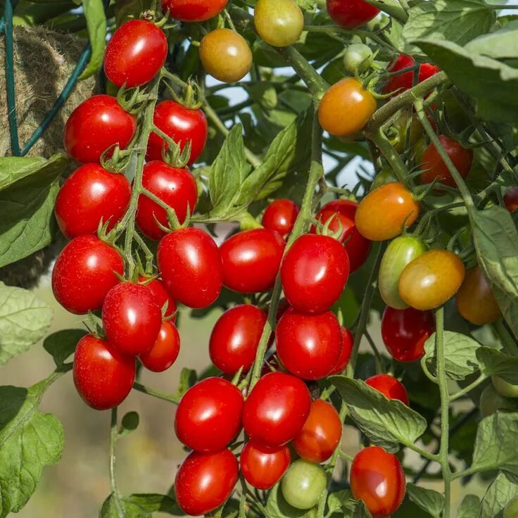 Помидоры московские фото Tomato 'Romello' F1 Hybrid seeds Thompson & Morgan Flower seeds, Vegetable seed,