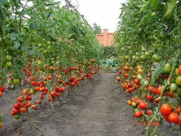 Помидоры на грядке фото Все для дачи.: ВЫРАЩИВАНИЕ ПОМИДОР В ОТКРЫТОМ ГРУНТЕ Удобрение для сада, Выращив