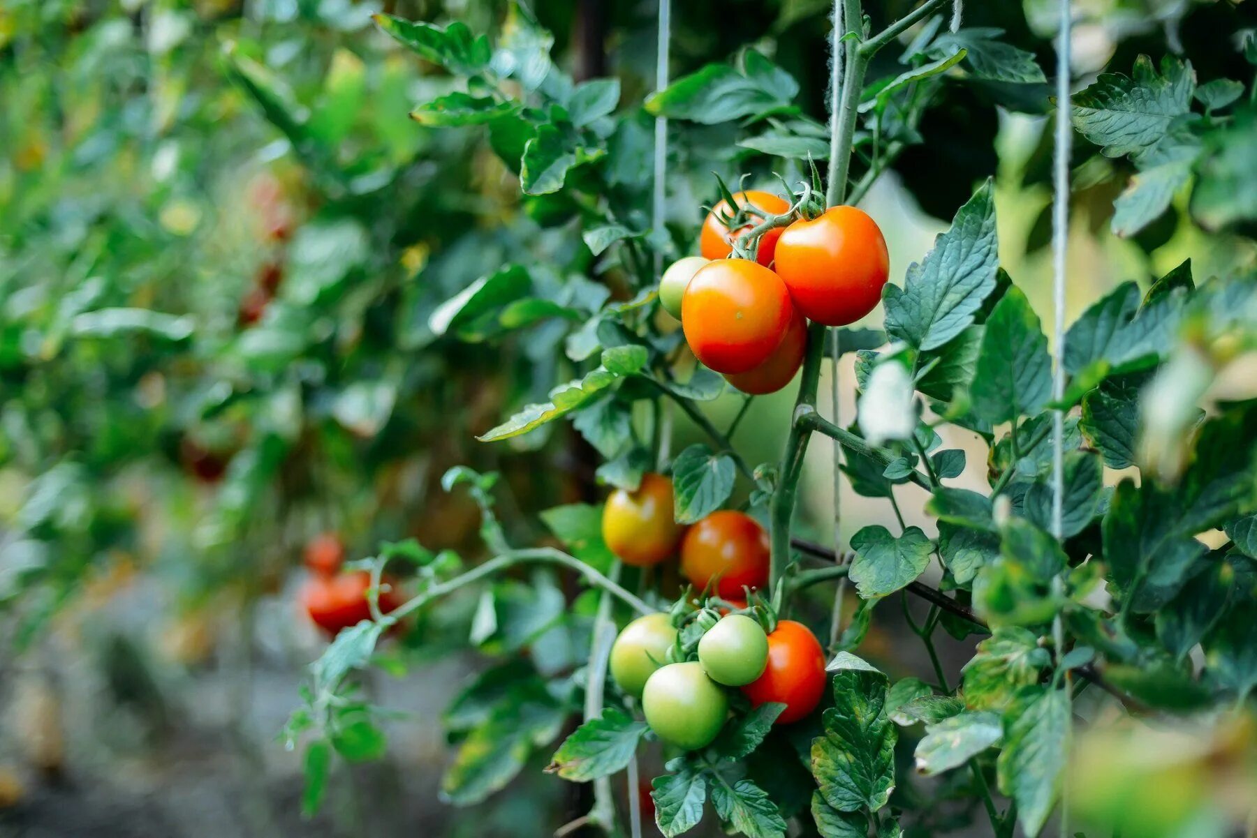 Помидоры на грядке фото 45 секретов небывалого урожая томатов Gardening tips, Tomato, Vegetable garden