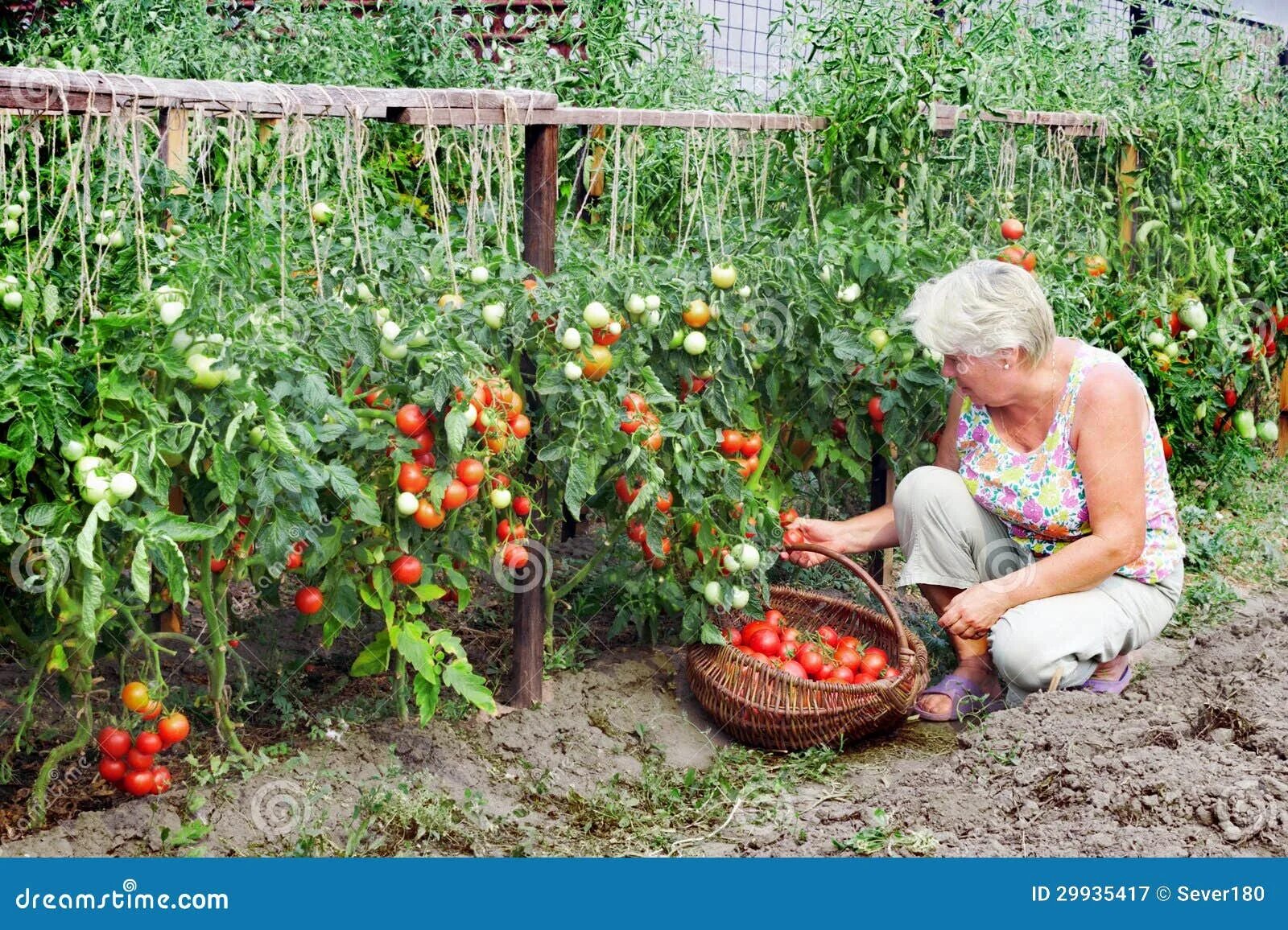 Помидоры на грядке фото Mistress of a Kitchen Garden Received Harvest Stock Image - Image of ripe, horti