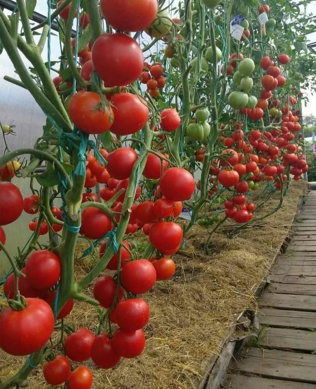 Помидоры на грядке фото Пин от пользователя Rinku Singh на доске Fruits,veg. Контейнерное озеленение ово