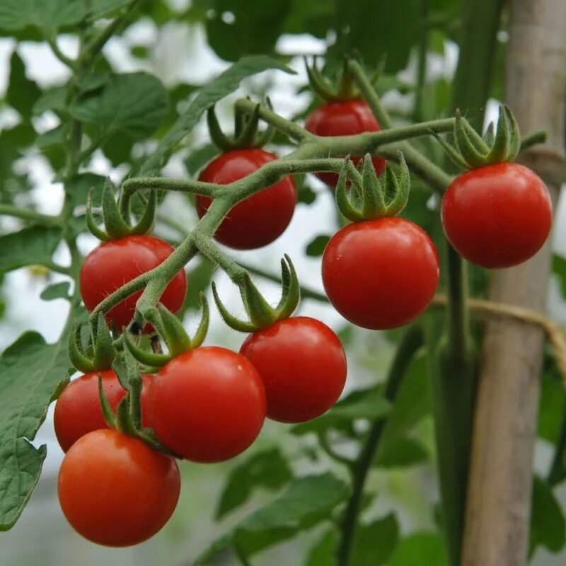 Помидоры на грядке фото Matts Wild Cherry Tomato Seed Solanum lycopersicum Buy Online