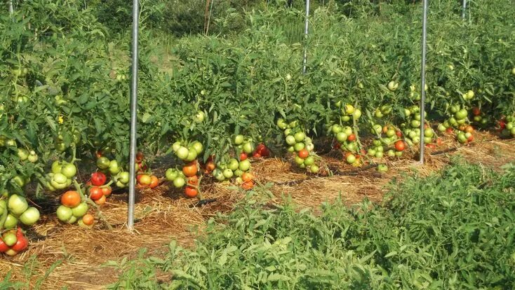 Помидоры на огороде фото Impressive Big Beef Tomatoes, Gardening, & Prepping Выращивание томатов, Огород,