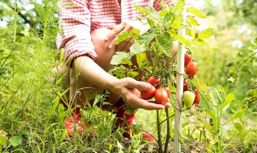 Помидоры на огороде фото Вкусные помидоры при любой погоде - 6 советов для урожая томатов