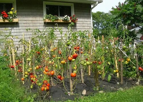 Помидоры на огороде фото Tomatoes! Tomato garden, Vegetable garden for beginners, Vegetable garden