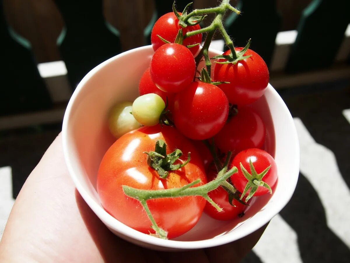 Помидоры на столе фото Free Images : fruit, dish, food, red, produce, vegetable, tomatoes, cherries, fl