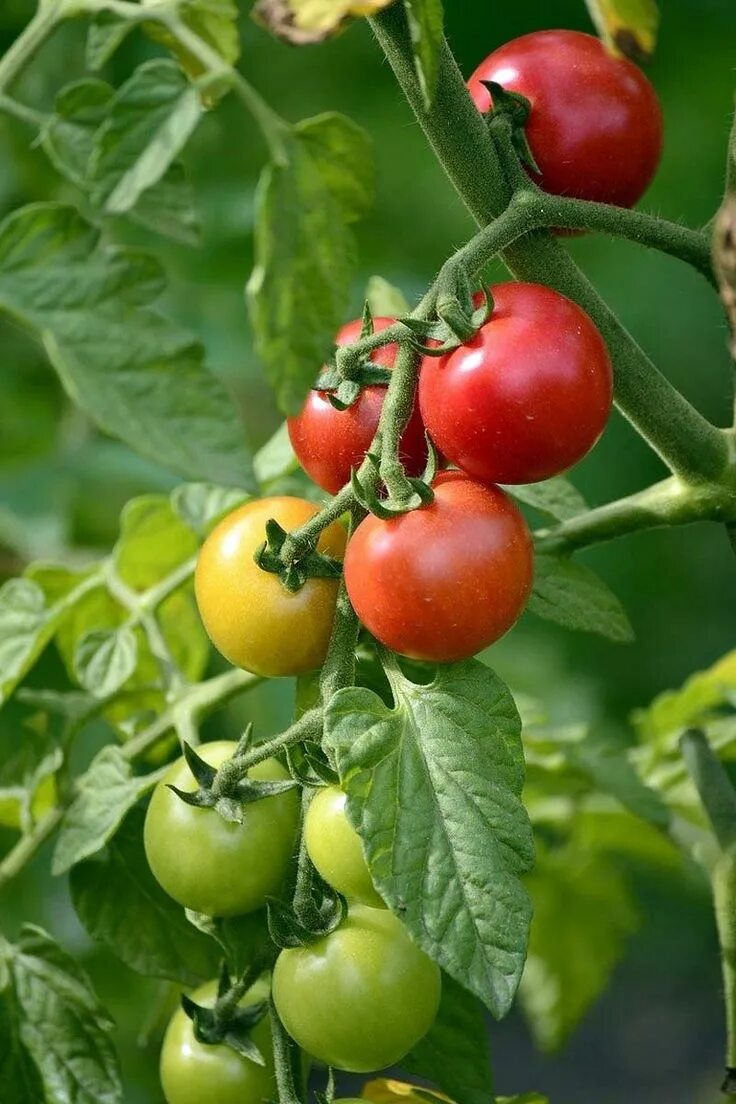 Помидоры на ветке фото Mehrjähriges Gemüse - einmal pflanzen, dauernd ernten Tomaten pflanzen, Tomaten 