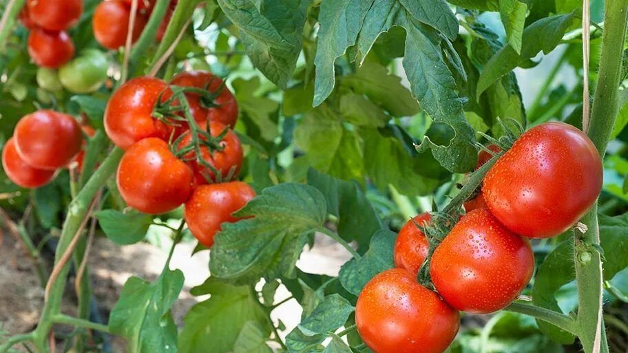 Помидоры на ветке фото Tomates : culture en pots, conservation, maturité