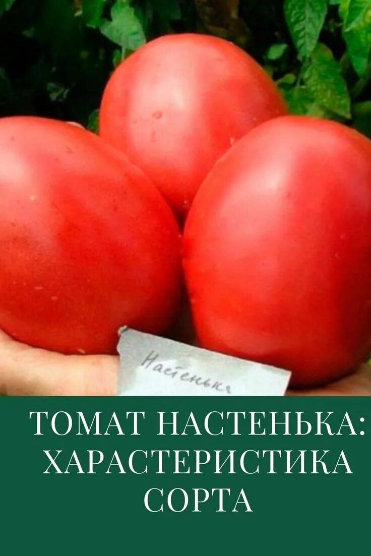 Семена Томат"Настя сибирячка"0.08г* - купить по низкой цене в Новосибирске