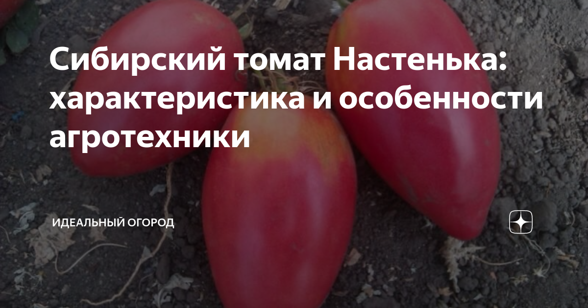 Помидоры настенька описание сорта фото отзывы садоводов Сибирский томат Настенька: характеристика и особенности агротехники Идеальный ог