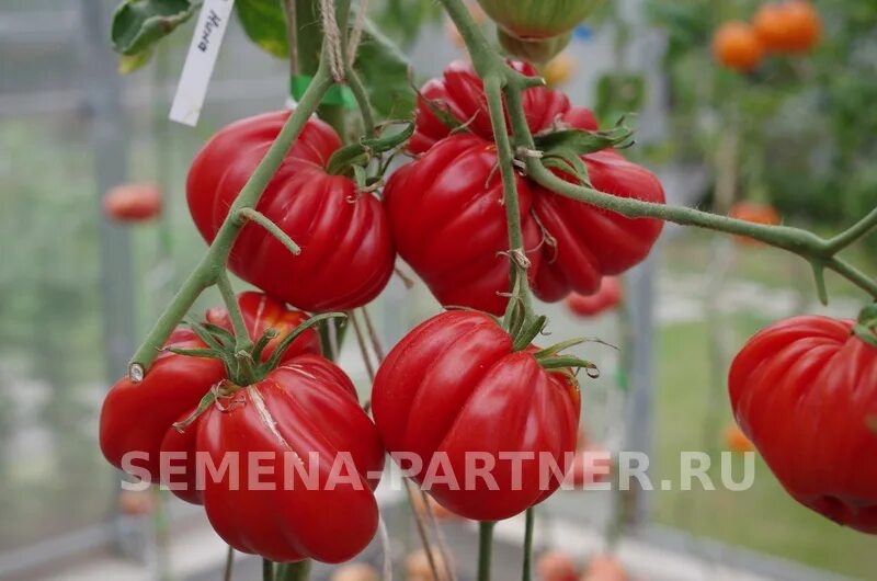 Помидоры нина фото Купить семена Партнер Томат НИНА (10шт) 2-ной пак в Москве, доставка по России -