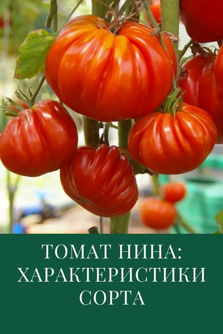 Помидоры нина фото Томат Нина: Характеристика и описание сорта Выращивание томатов, Выращивание пом