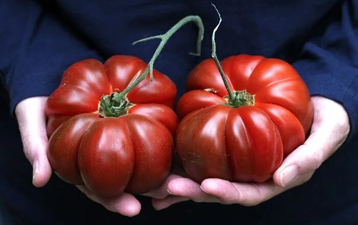 Помидоры нина фото FREE TALK: The Tomato Whisperer! Tomato, Tasty blacks, Large plants