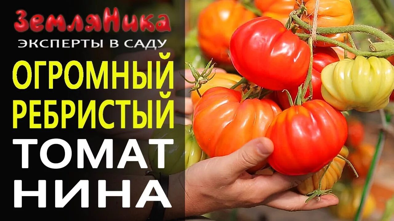 Помидоры нина отзывы фото Томат Нина. Очень вкусный крупноплодный томат индетерминантного типа роста от Па