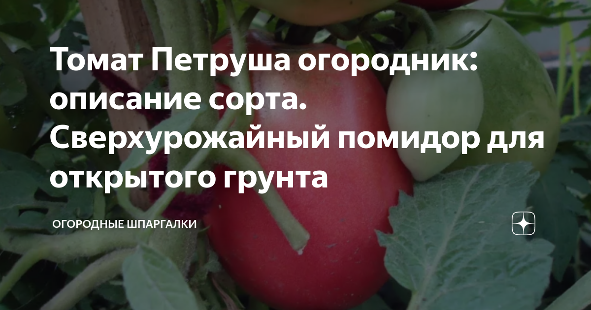 Помидоры огородник описание сорта фото отзывы Томат Петруша огородник: описание сорта. Сверхурожайный помидор для открытого гр