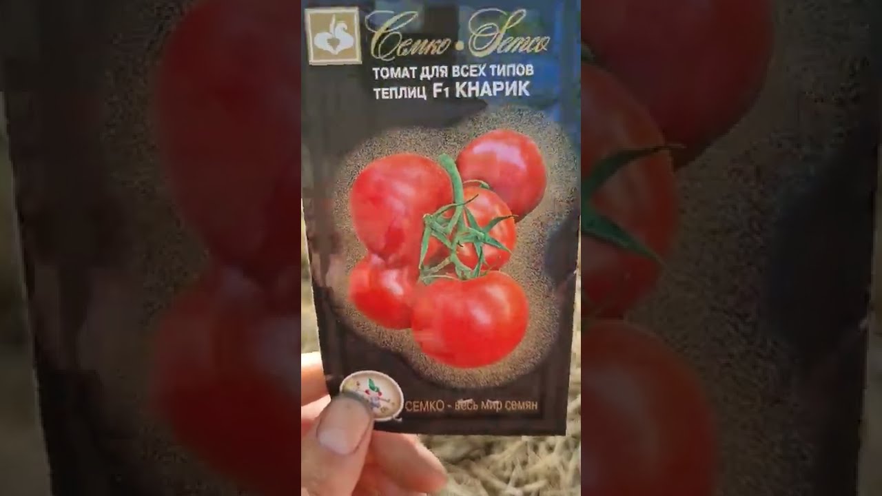 Помидоры огородник отзывы фото Томат Кнарик от #семко #томаты #огородники #огород #tomatoes - YouTube