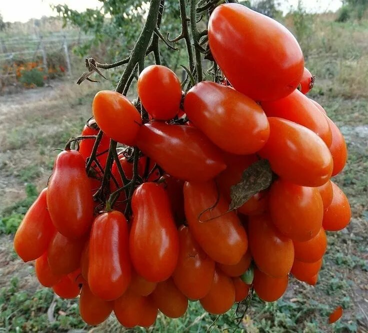 Помидоры описание фото высокоурожайный томат Фляшен Vegetables, Farm, Tomato