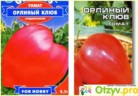 Помидоры орлиный клюв отзывы фото ОРЛИНЫЙ клюв томат отзывы фото советы и инструкции 11:10 2024