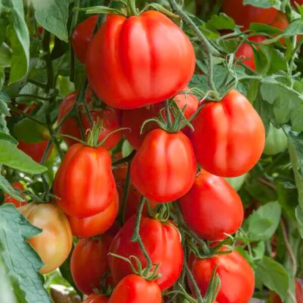 Помидоры пень фото Giant Garden Paste, (F1) Tomato Seeds Urban Farmer