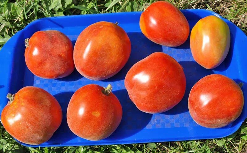 Помидоры персик описание сорта фото отзывы ✅ Tomato Peach: characteristics and description of the variety, yield with photo