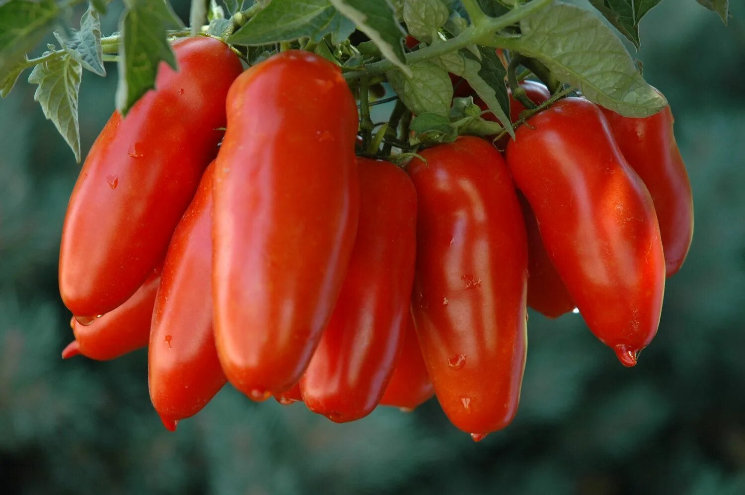 Помидоры перцевидные описание сорта фото Featured Tomato * San Marzano World Tomato Society Tomato seeds, Heirloom tomato