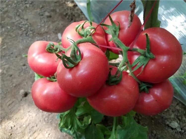 Помидоры пинк отзывы фото Pink Dini indeterminate round tomato seeds with early maturity, View indetermina