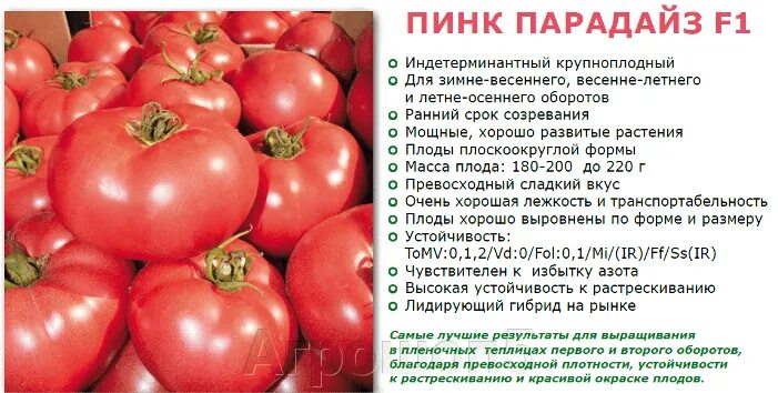Помидоры пинк парадайз отзывы фото Томат Пинк Парадайз F1. 50 семян. Sakata. Розовоплодный плоско-округлый 200-220 