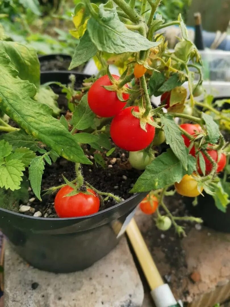 ✅ Pinocchio tomato: characteristics and description of the variety, cultivation 